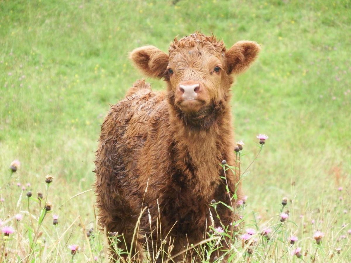 Kintaline-spacious Private Well Equipped On Small Farm, Close To Beach, Woods Oban