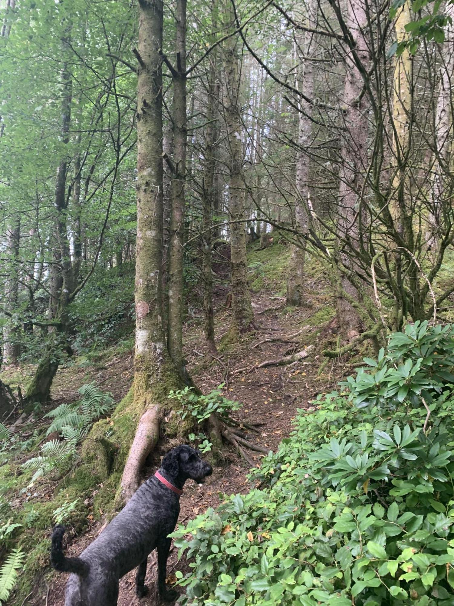 Tawny Owl Pod With Hot Tub Holiday home *