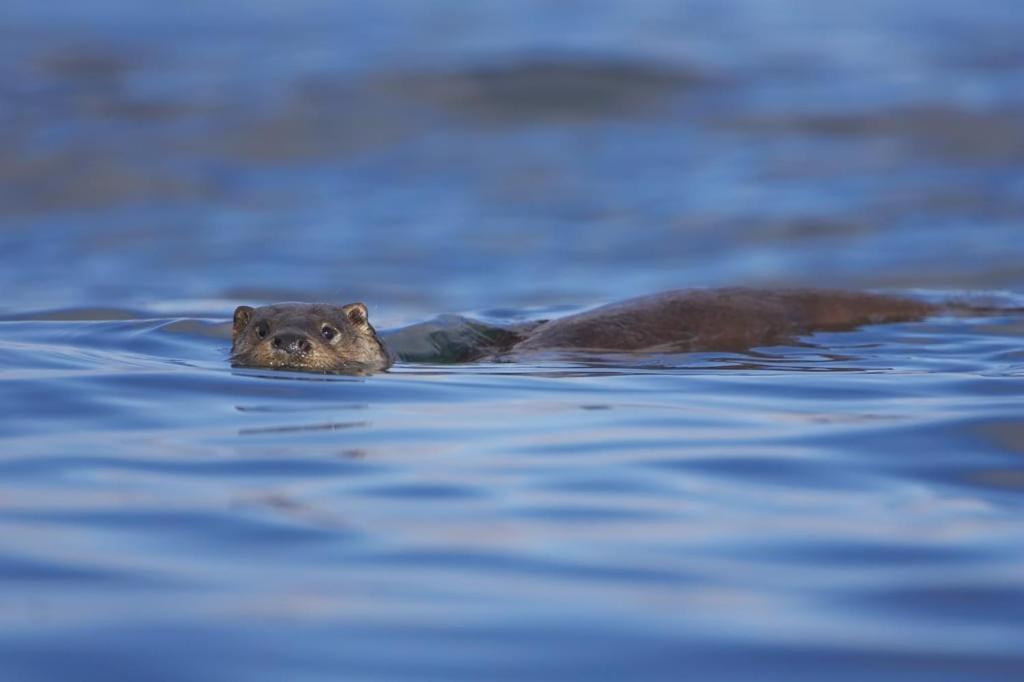 Seabank Oban